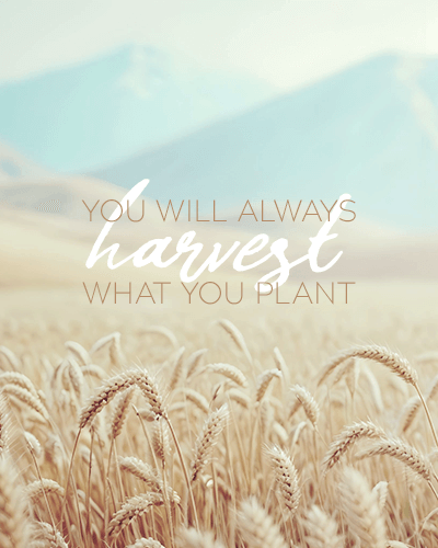 You will always harvest what you plant